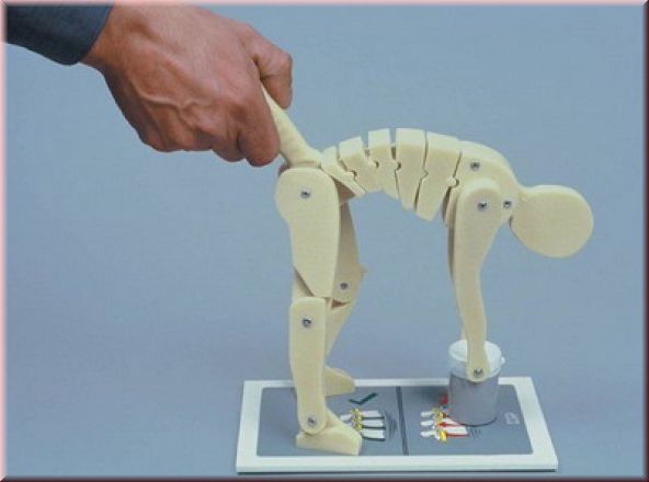 Modell Richtiges Heben