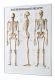 3-D Relieftafel Das menschliche Skelett, 74 x 54 cm